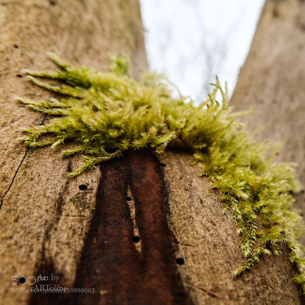 Fujifilm X-T20 sample photo. Freedom of nature photography