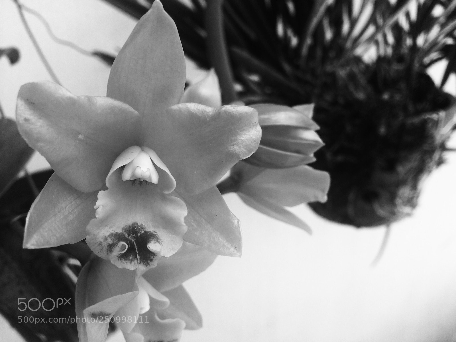 Apple iPhone 5s sample photo. Untitled photography