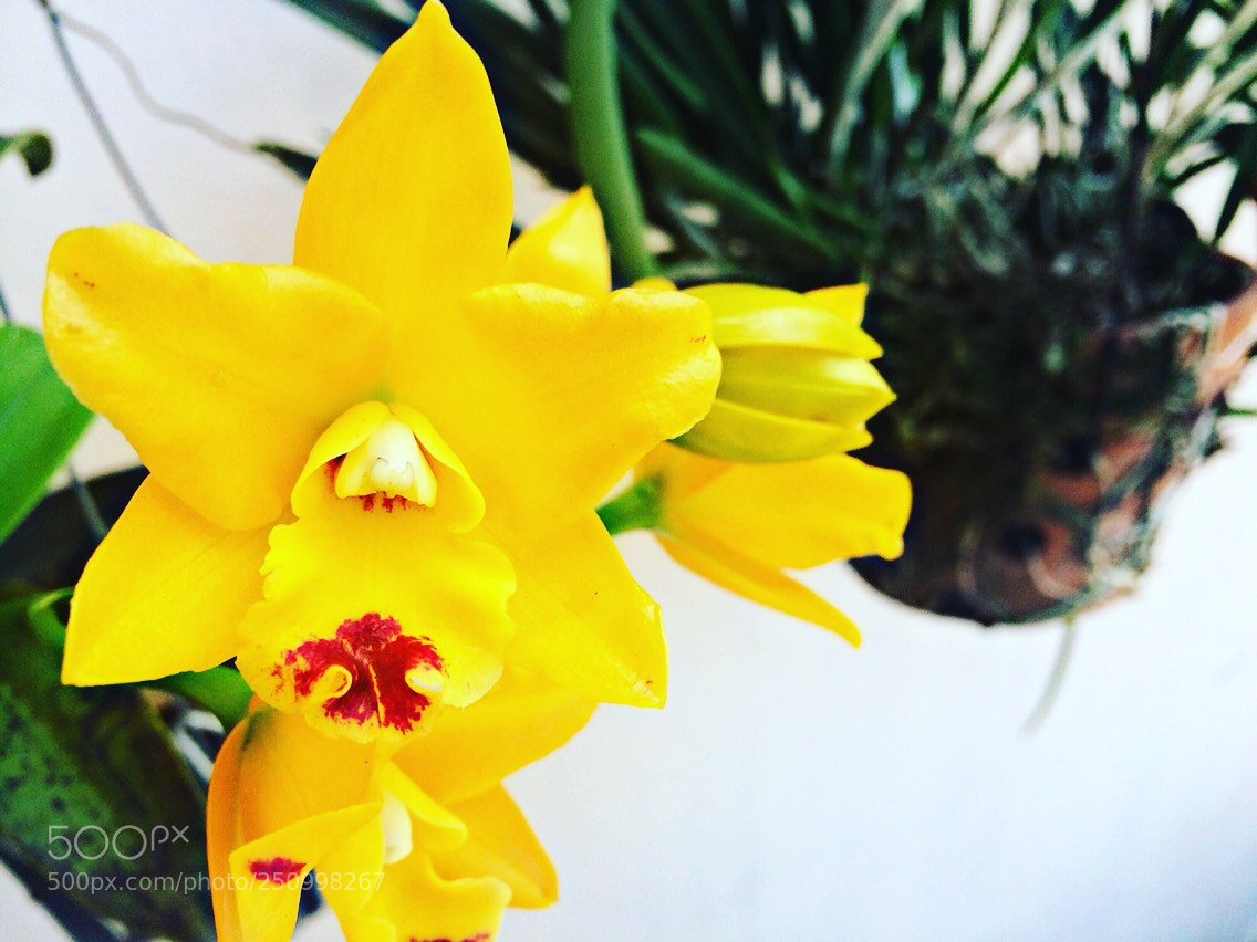 Apple iPhone 5s sample photo. Untitled photography
