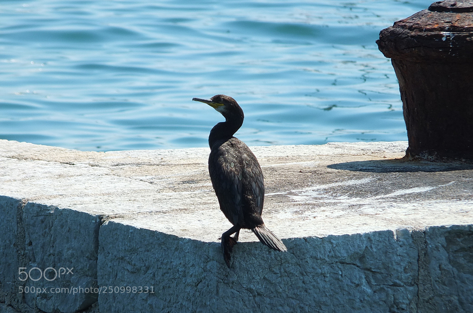 Fujifilm X-S1 sample photo. Cormorant, veliki vranac, phalacrocorax photography