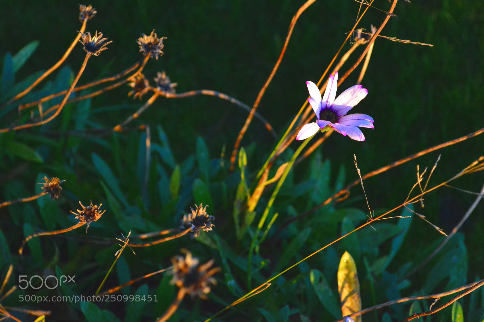 Nikon D3100 sample photo. Life photography