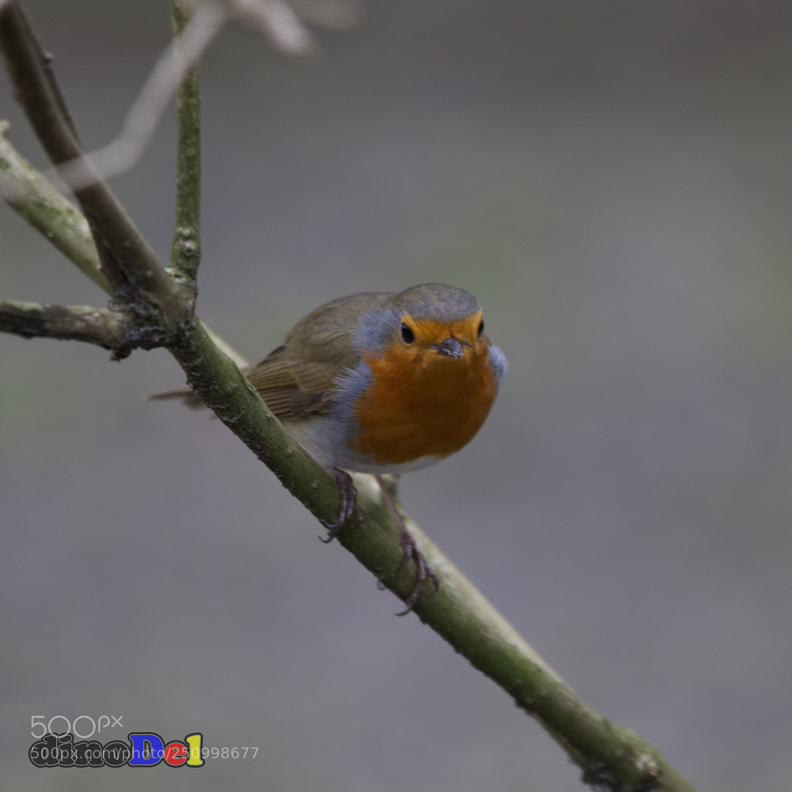 Canon EOS 5D Mark II sample photo. Robin photography