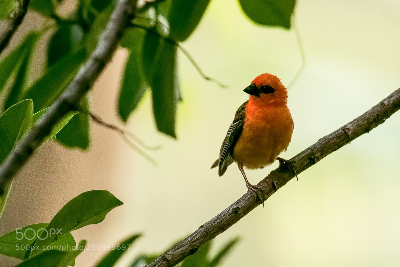 Canon EOS 7D Mark II sample photo. Madagascar fody photography