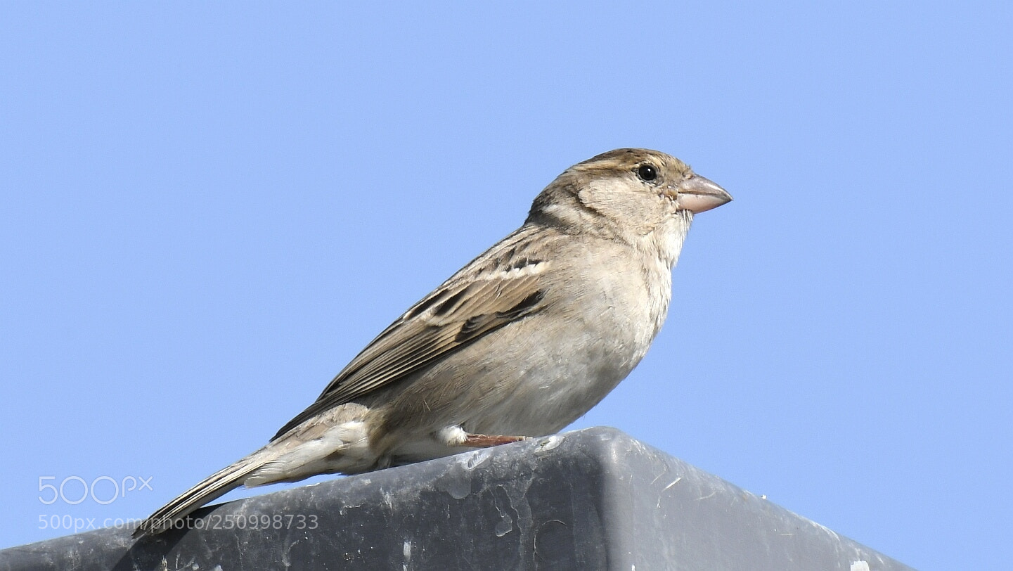 Nikon AF-S Nikkor 200-500mm F5.6E ED VR sample photo. Sparrow photography