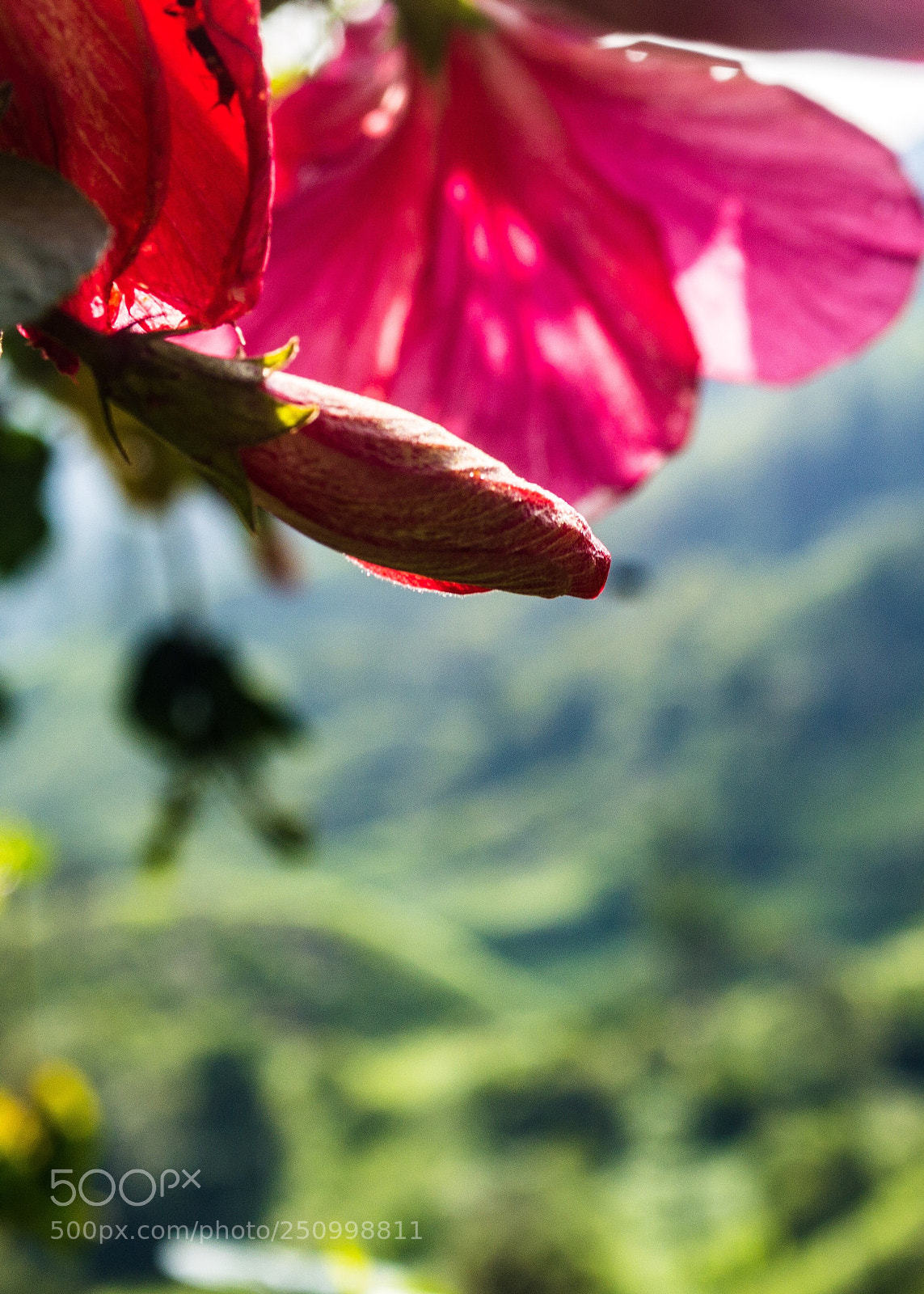 Canon EOS 700D (EOS Rebel T5i / EOS Kiss X7i) sample photo. Patience photography