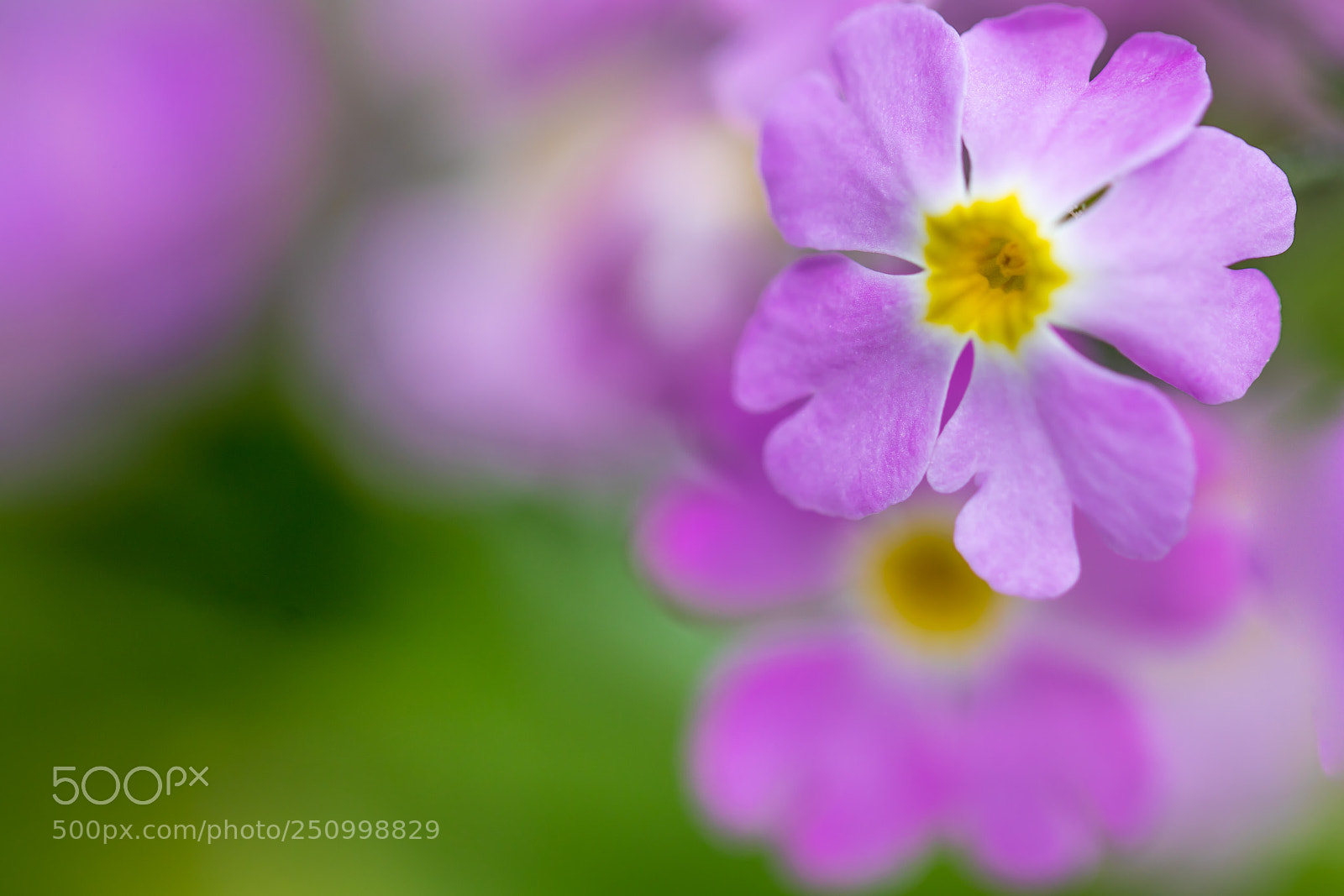 Canon EOS 5D Mark IV sample photo. Pink photography