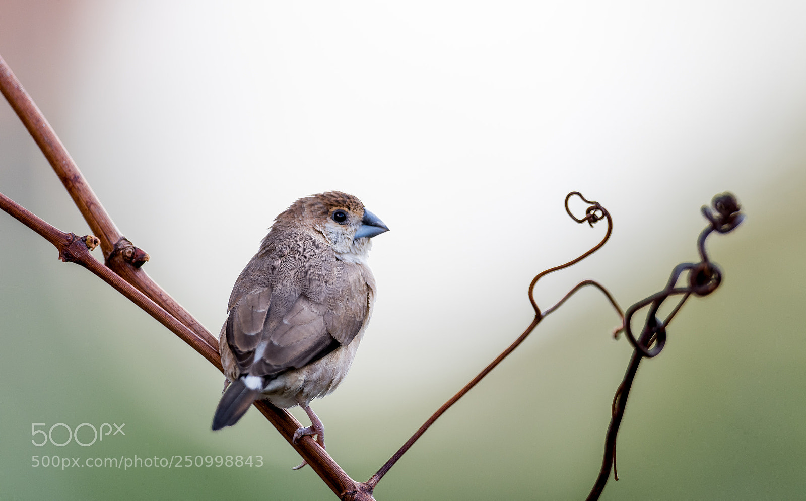 Nikon D500 sample photo. Bird photography