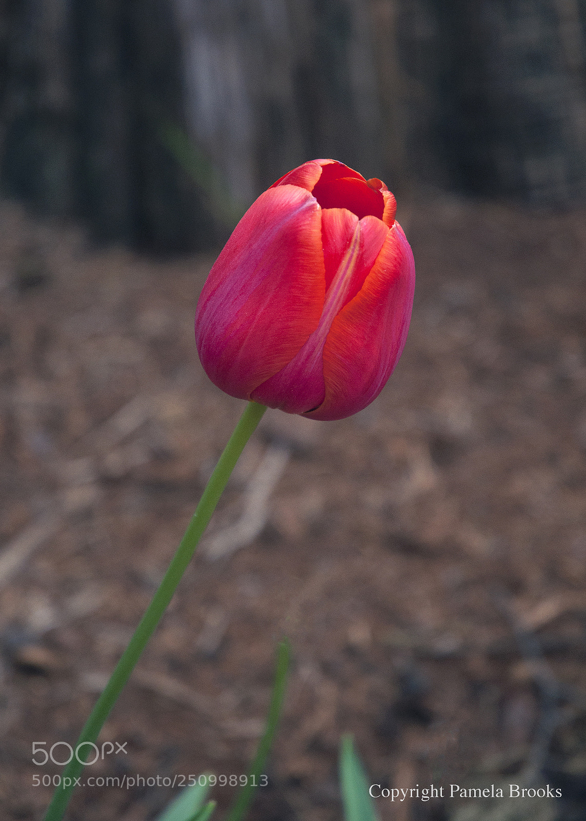 Nikon D90 sample photo. Tulip bloom photography