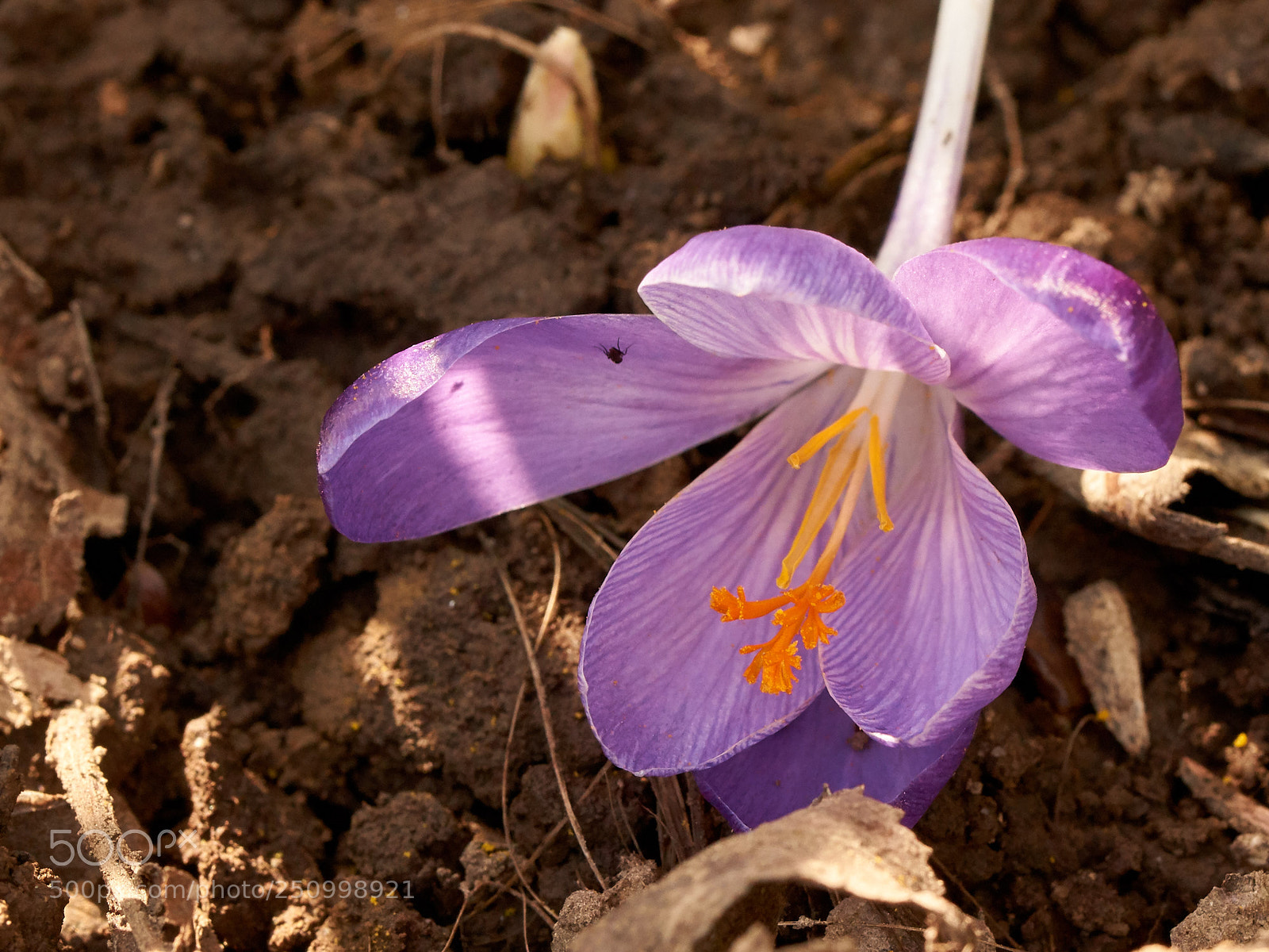 Sony SLT-A65 (SLT-A65V) sample photo. Crocus, laying down photography