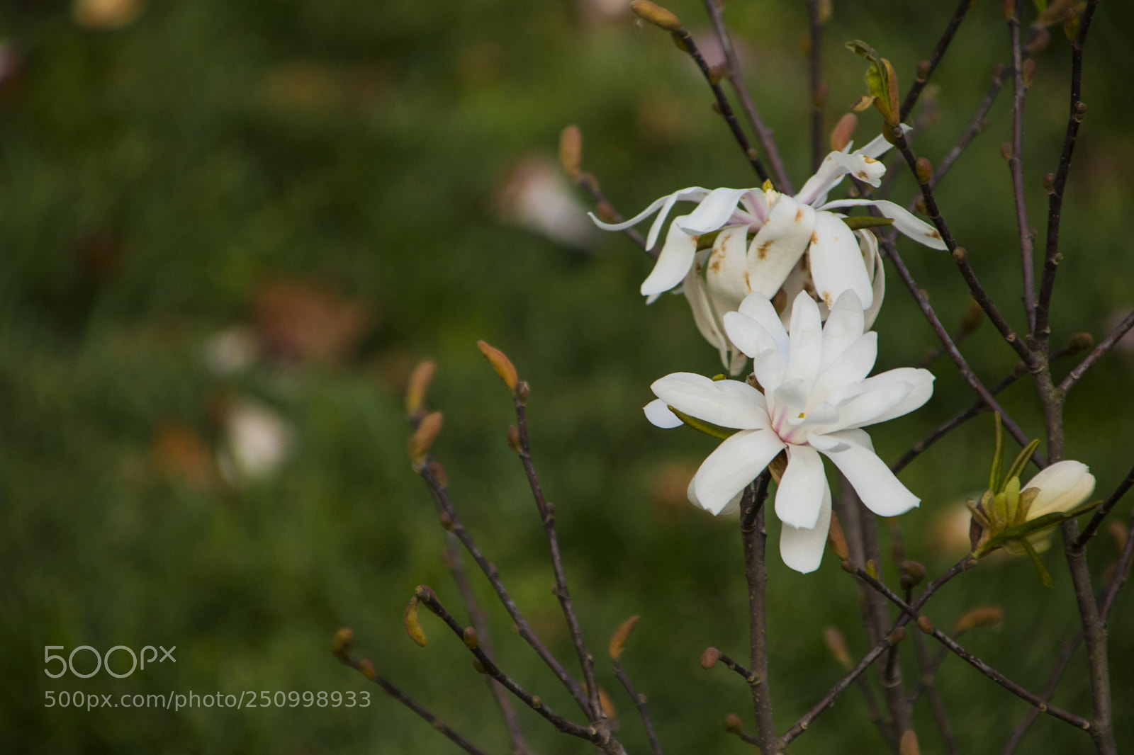 Canon EOS 77D (EOS 9000D / EOS 770D) sample photo. 河边的花 photography