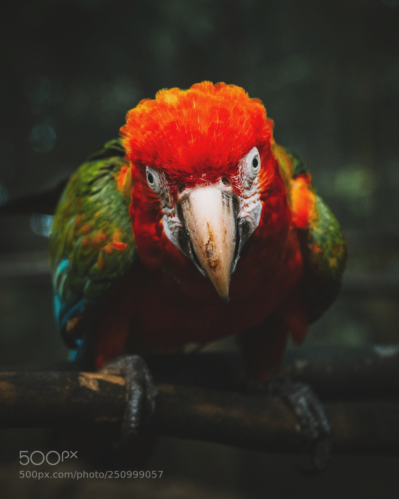 Sony a6300 sample photo. Untitled photography