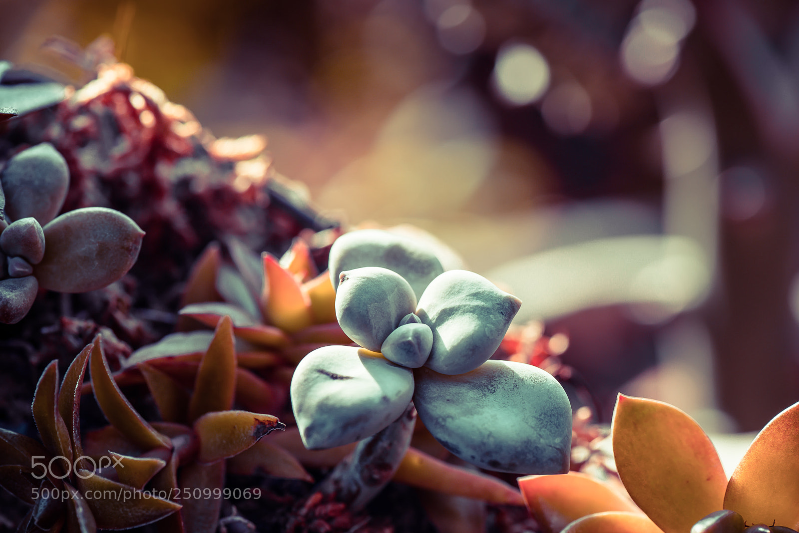 Nikon D800E sample photo. Succulent plants and sunlight photography