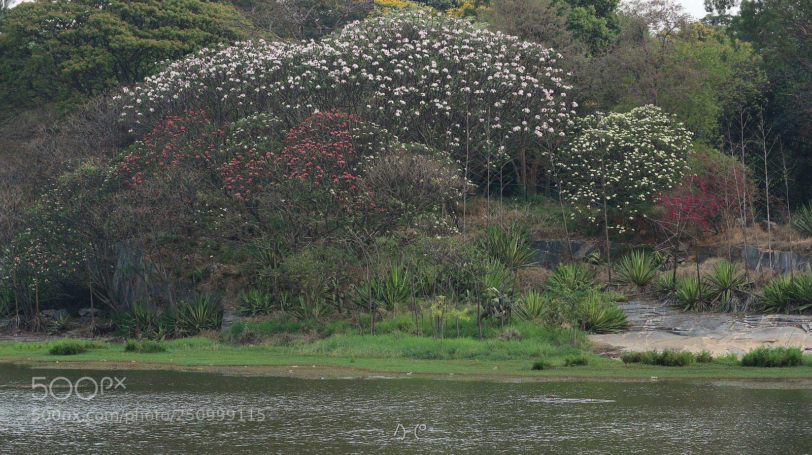Canon EOS M10 sample photo. Spring time photography