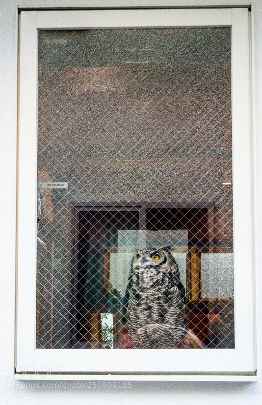 Nikon 1 V1 sample photo. Window with owl photography
