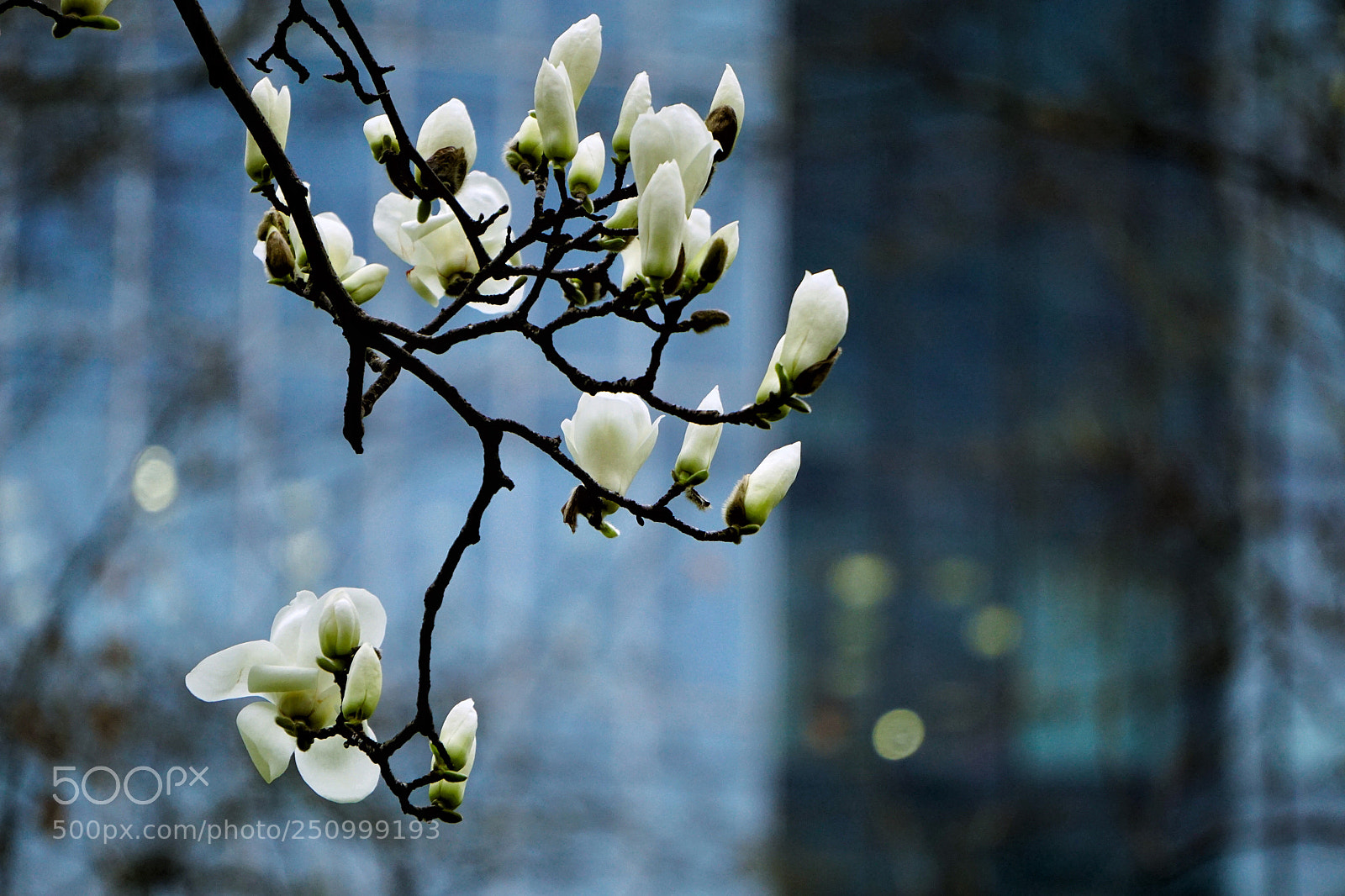 Sony a6000 sample photo. Untitled photography