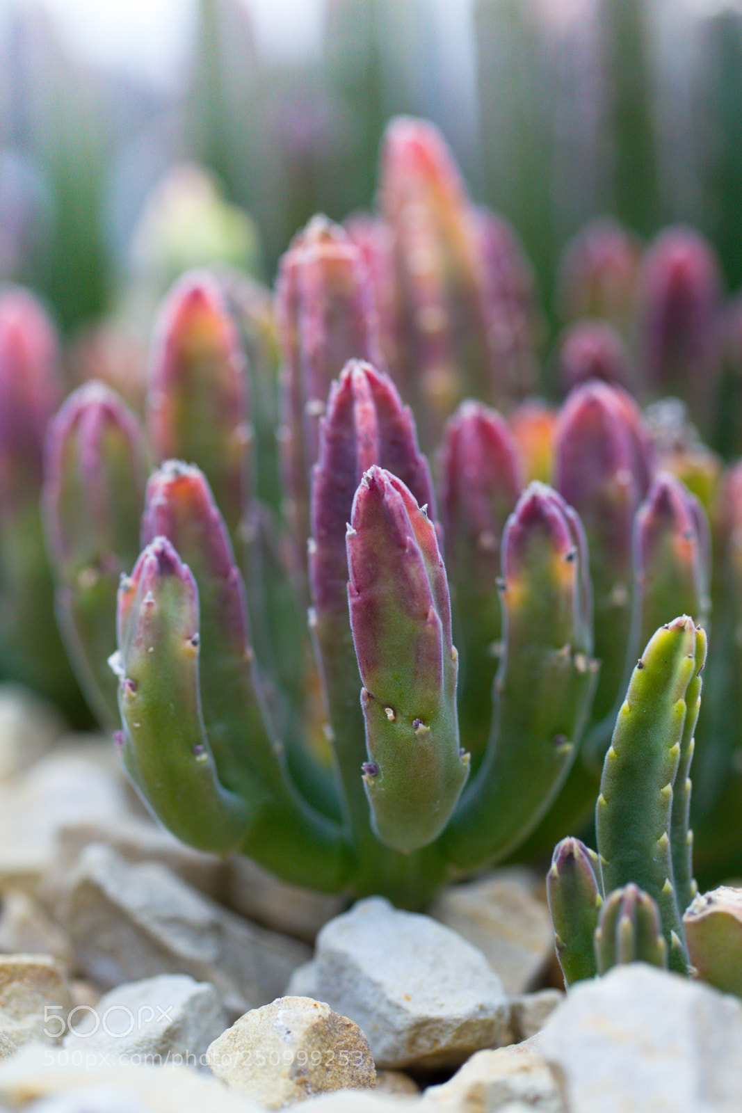 Canon EOS-1D Mark IV sample photo. Cactus photography