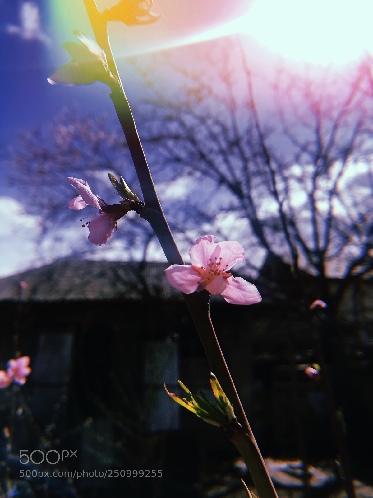 Apple iPhone sample photo. Spring. photography