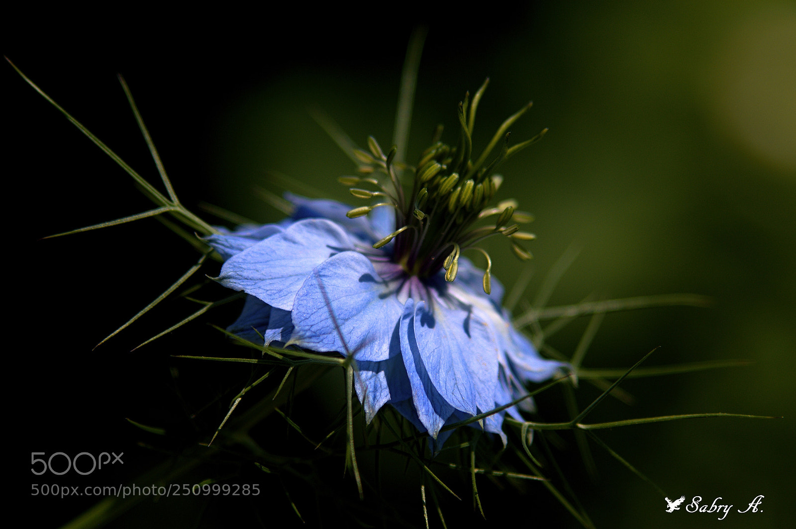 Nikon D3200 sample photo. Nigella photography