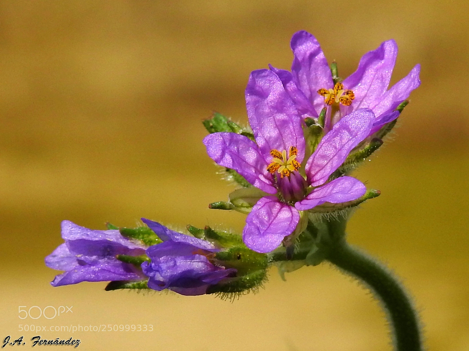 Nikon Coolpix P900 sample photo. Flor del alfilerillo. pin photography