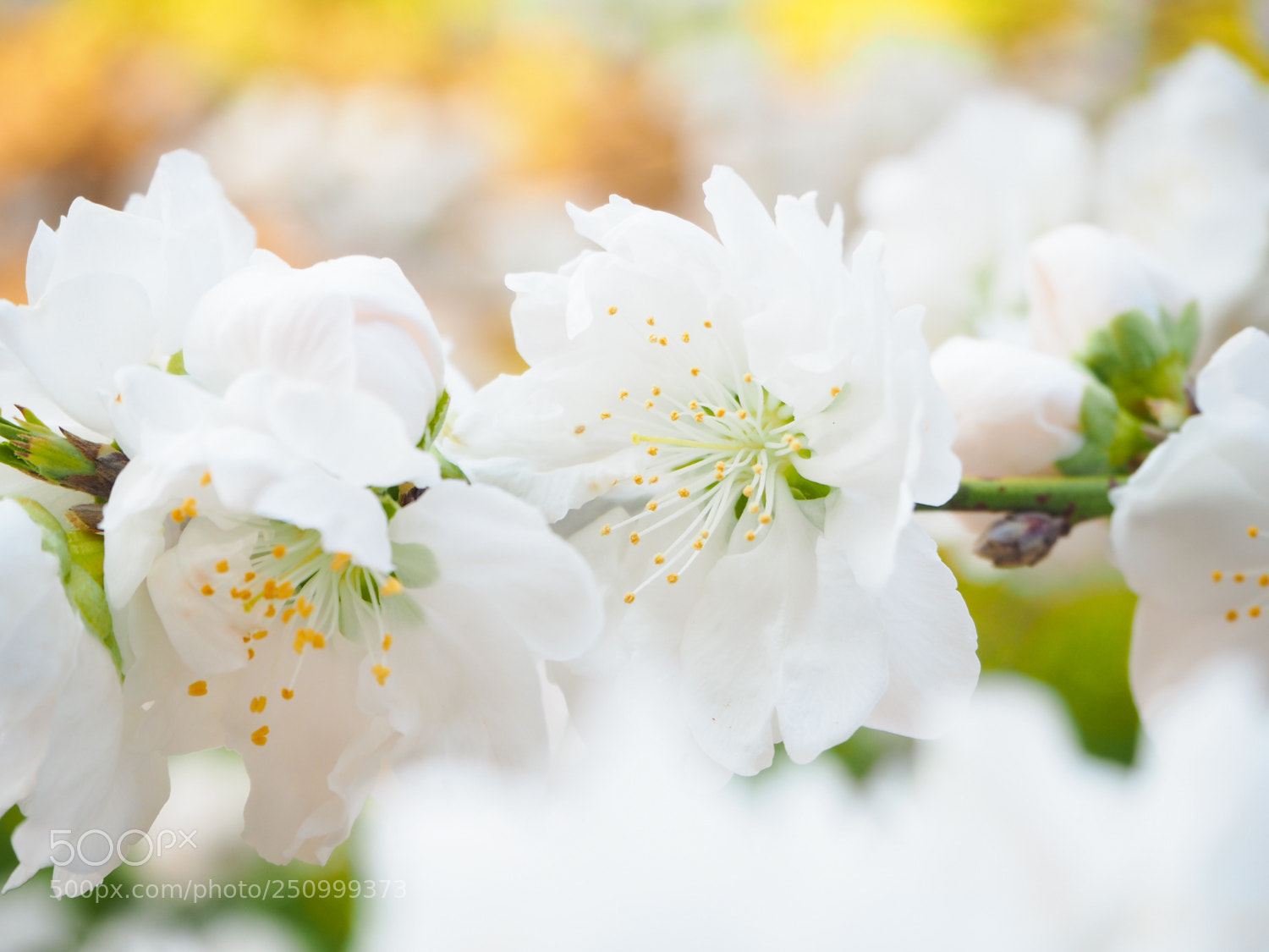 Olympus PEN E-PL7 sample photo. Spring photography