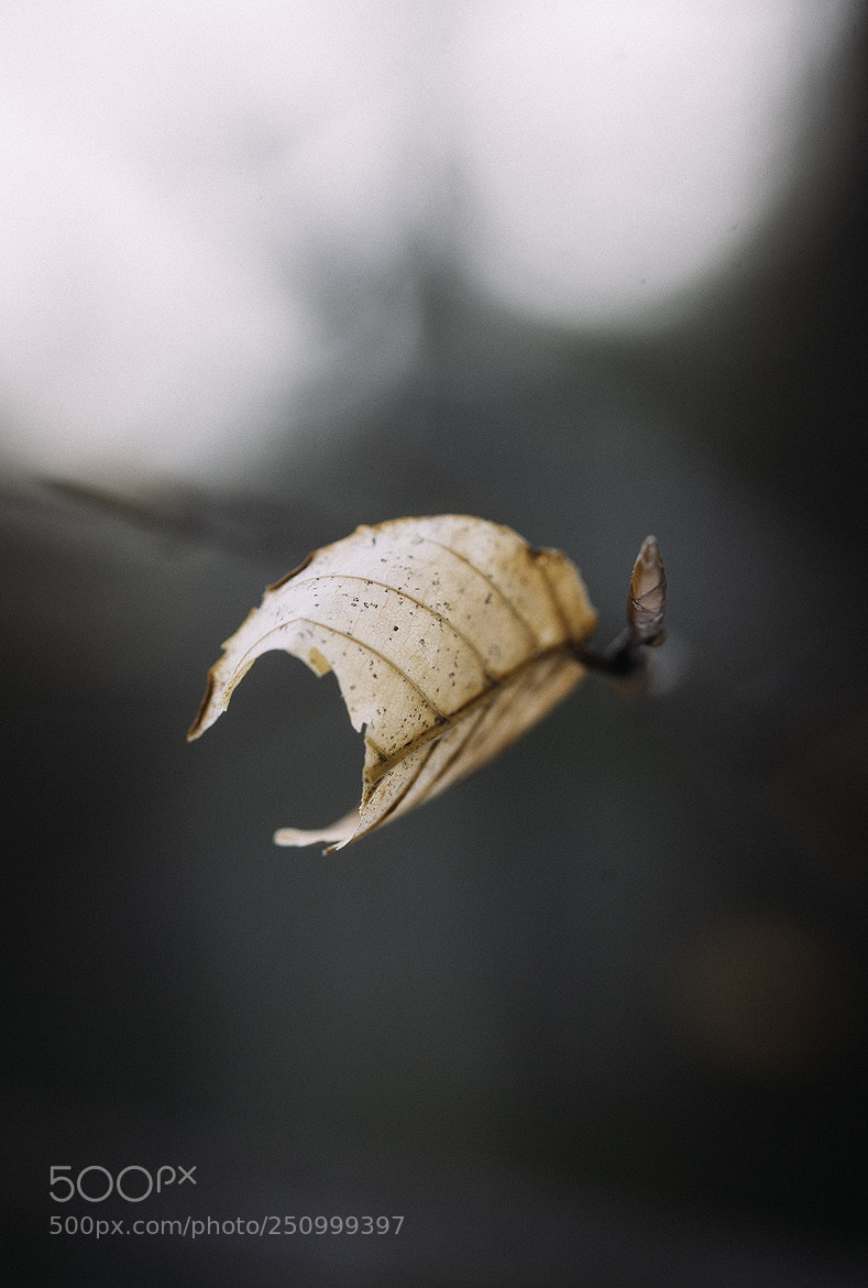 Nikon D600 sample photo. 180327 photography
