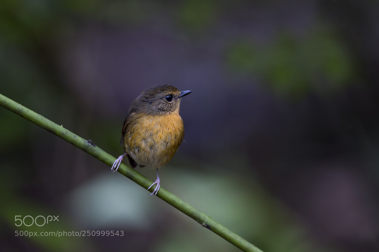 Nikon D4 sample photo. Snowy-browed flycatcher (f) photography
