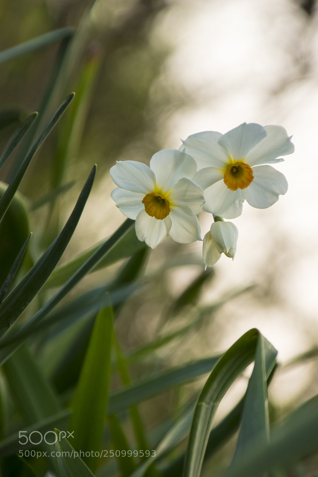 Canon EOS 77D (EOS 9000D / EOS 770D) sample photo. 植物园-花 photography