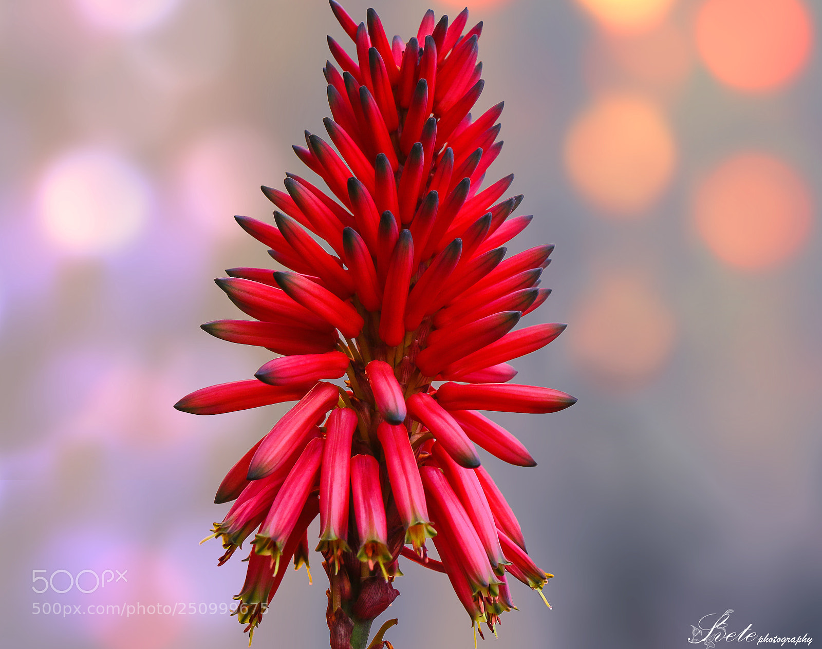 Canon EOS 700D (EOS Rebel T5i / EOS Kiss X7i) sample photo. Aloe arborescens photography