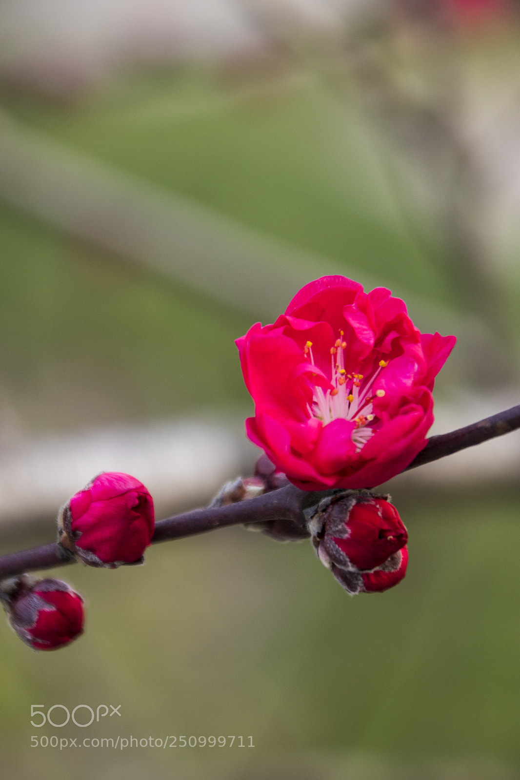 Canon EOS 77D (EOS 9000D / EOS 770D) sample photo. 植物园-花 photography