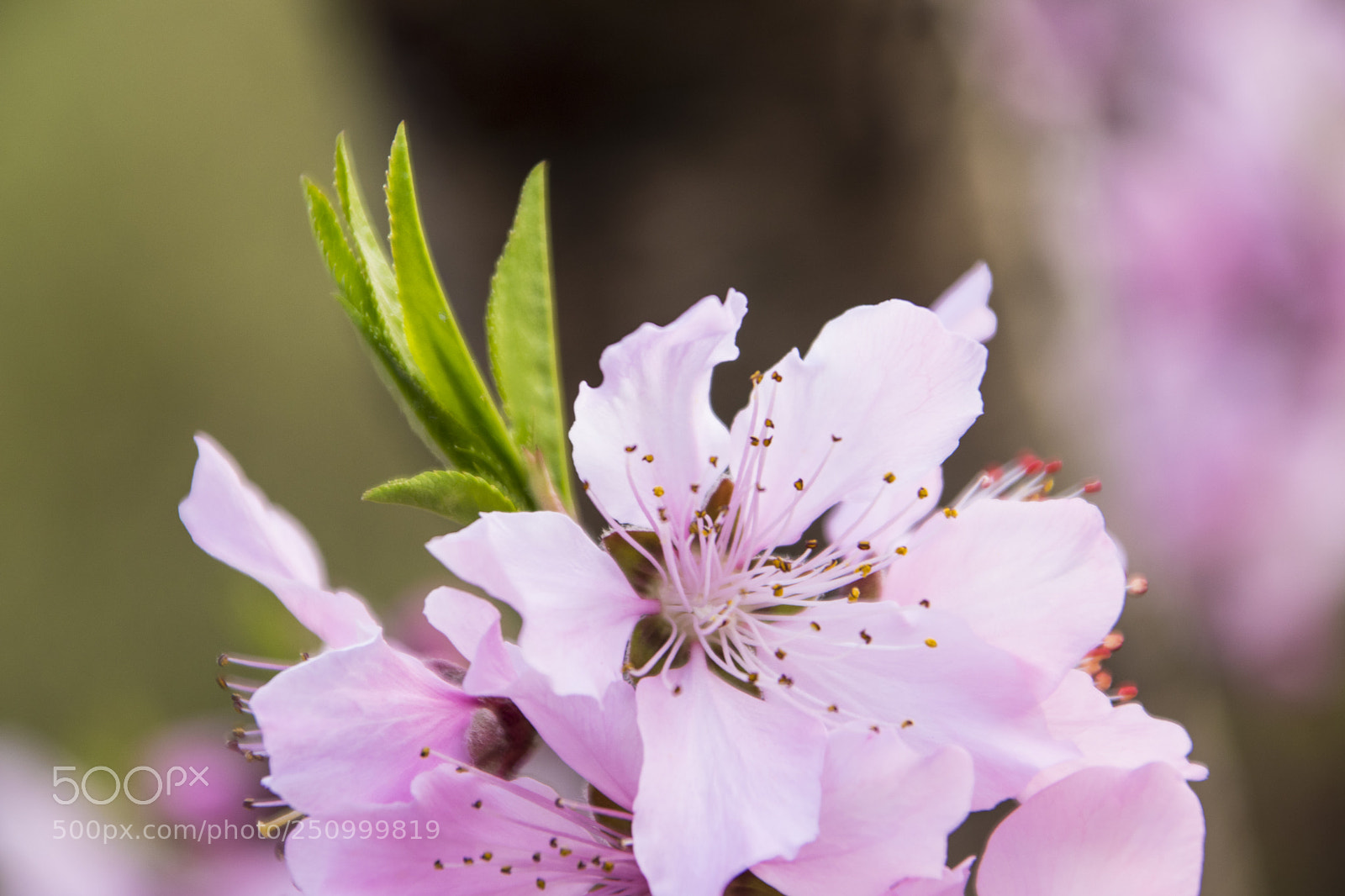 Canon EOS 77D (EOS 9000D / EOS 770D) sample photo. 植物园-花 photography