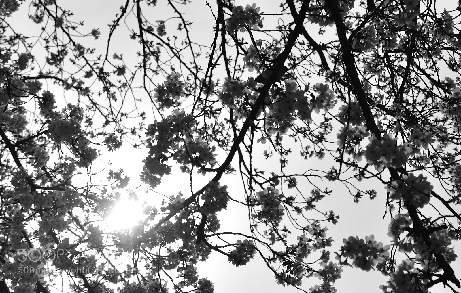 Nikon D90 sample photo. Sakura in the morning  photography