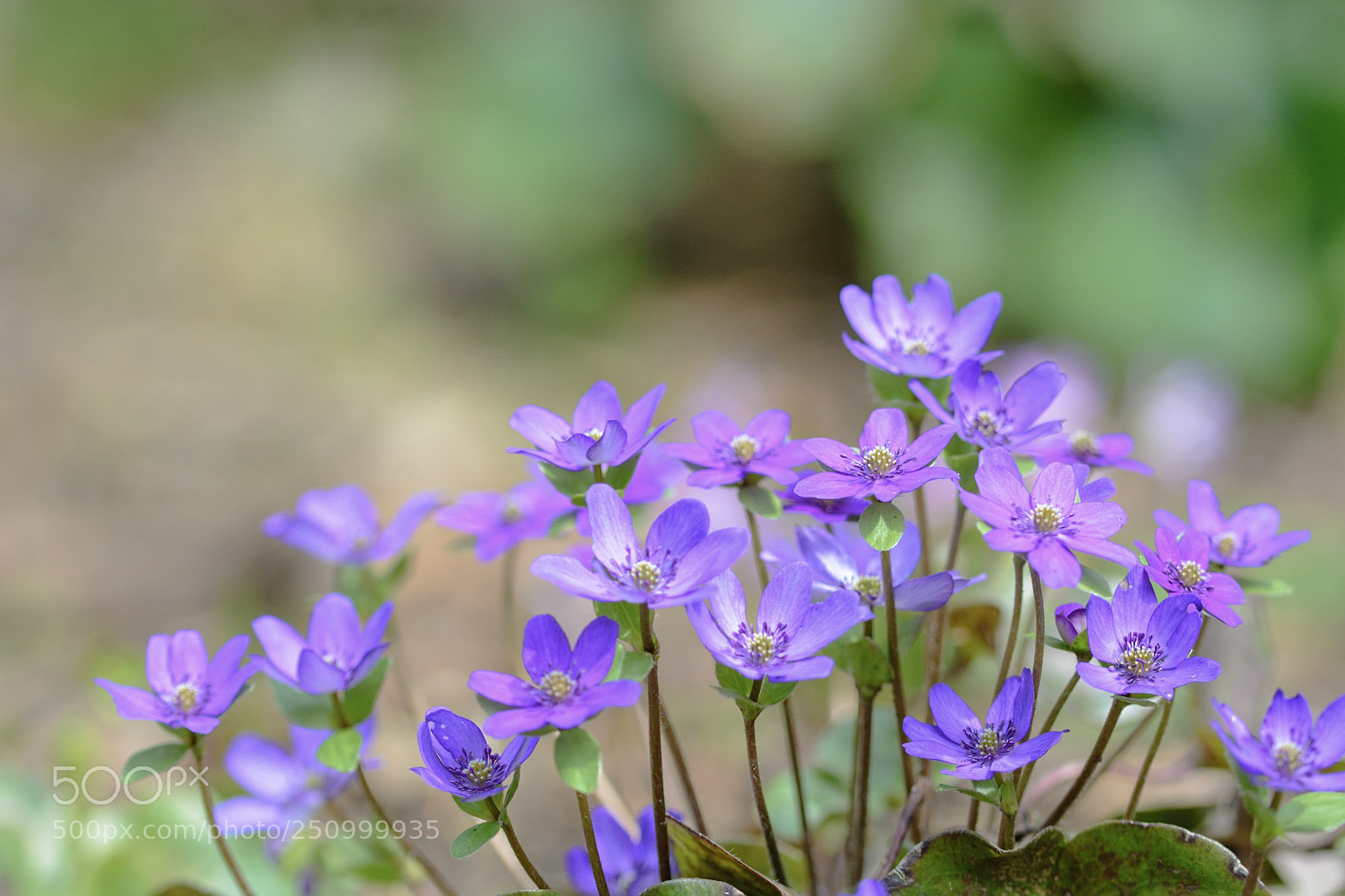 Nikon D7100 sample photo. Waiwai photography