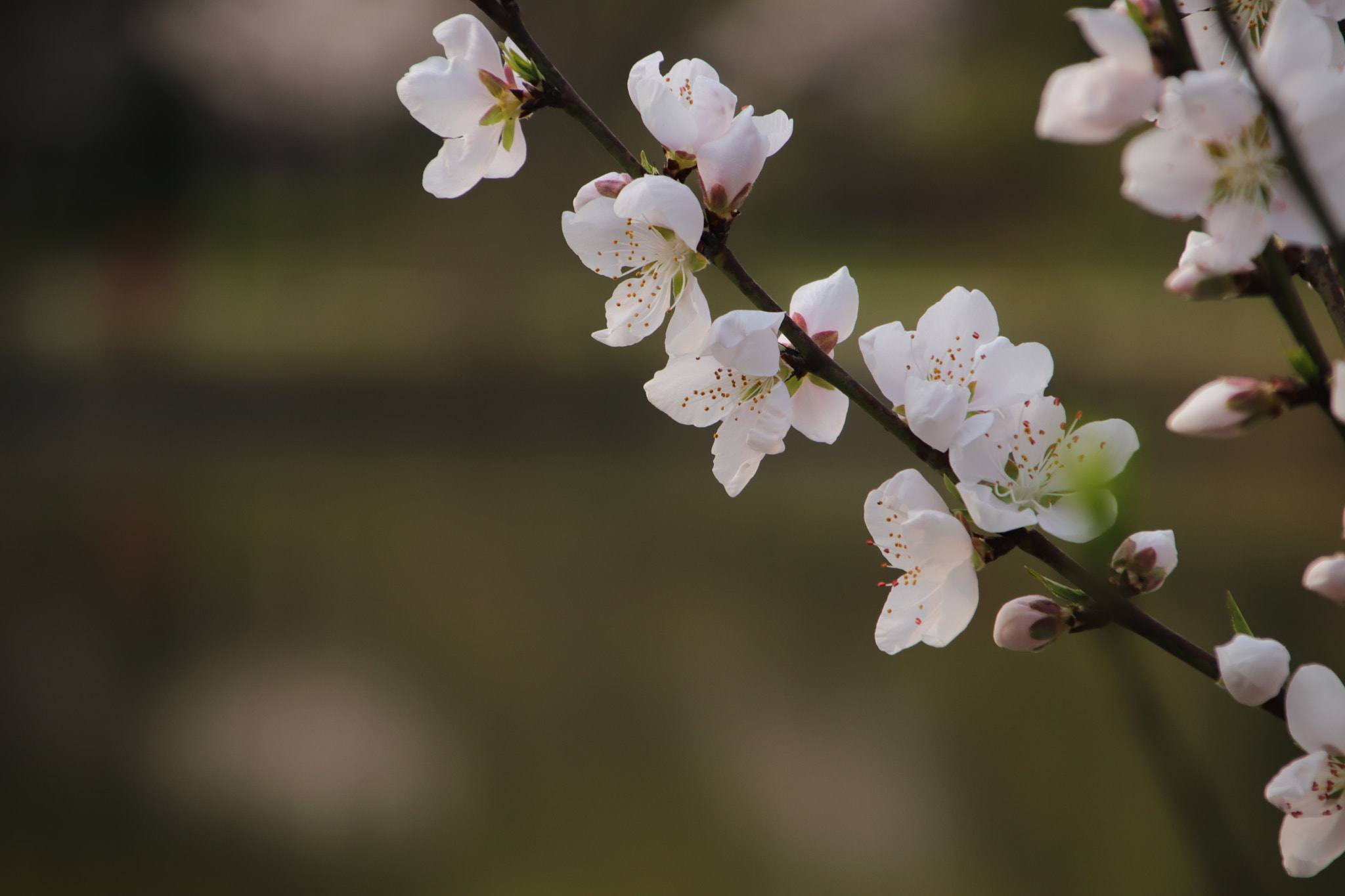 Canon EOS 77D (EOS 9000D / EOS 770D) + Canon TS-E 90mm F2.8 Tilt-Shift sample photo. 植物园-花 photography