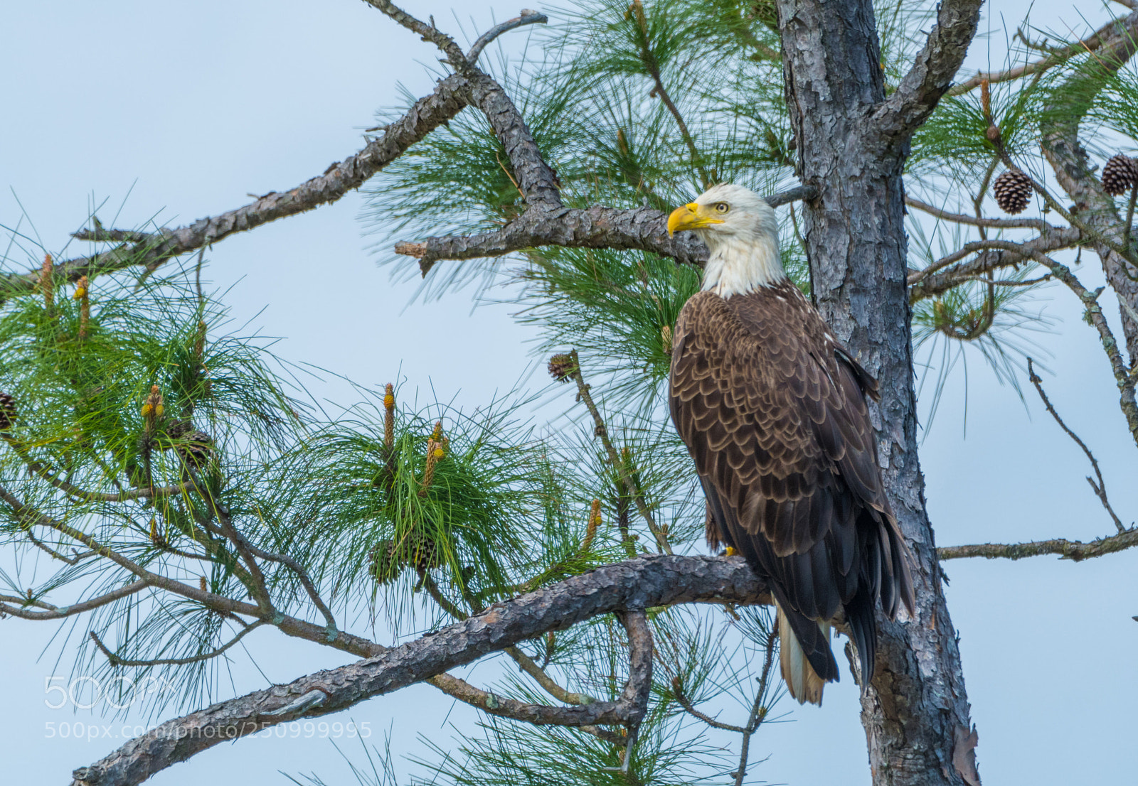 Nikon D500 sample photo. Bald eagle in tree photography