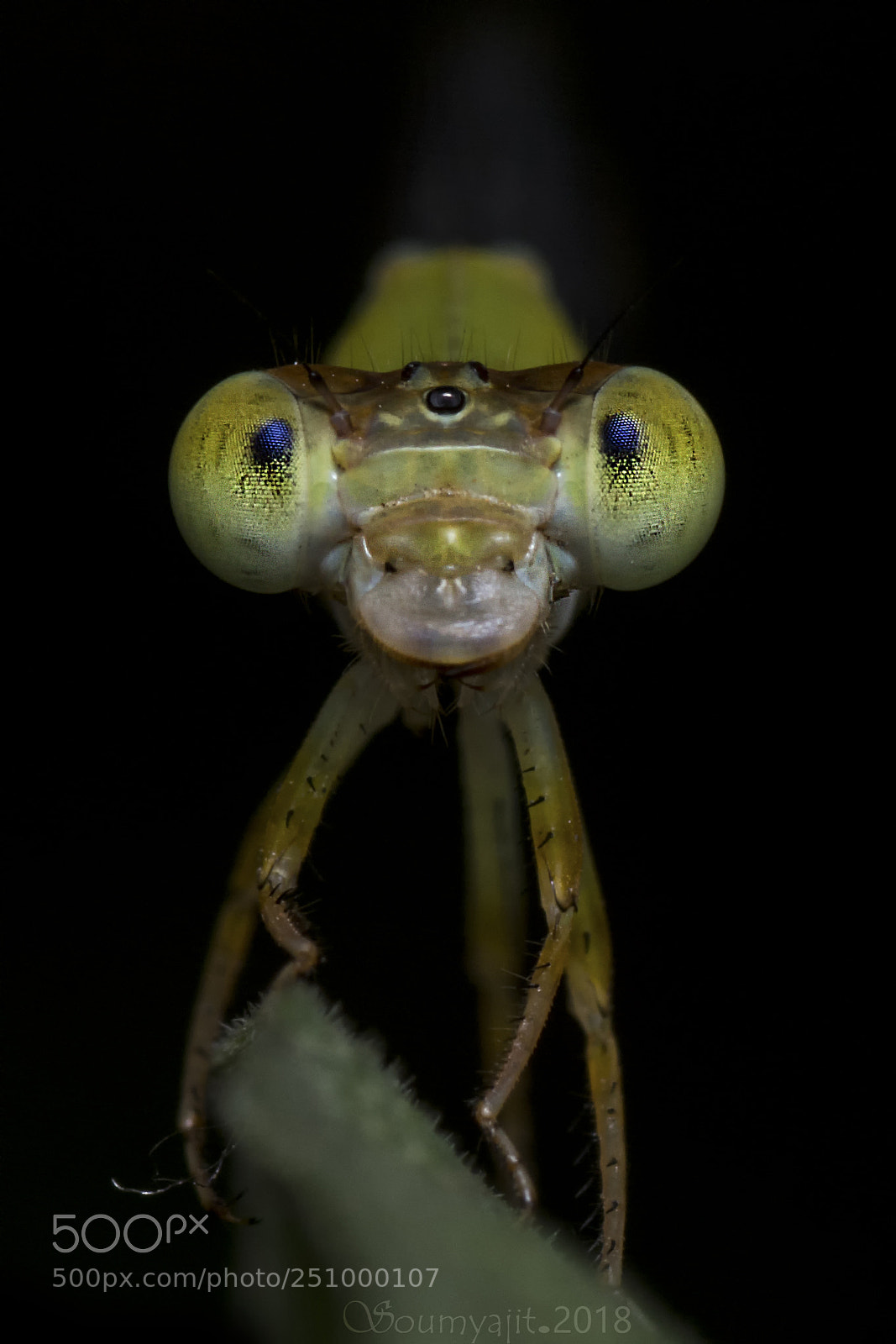 Nikon D5200 sample photo. Damselfly photography
