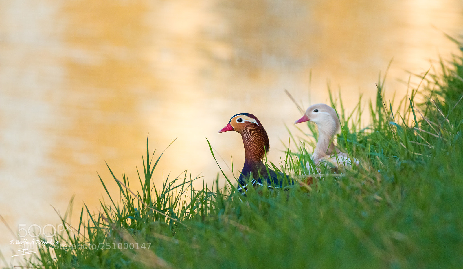 Canon EOS 70D sample photo. Mandarin ducks in the photography