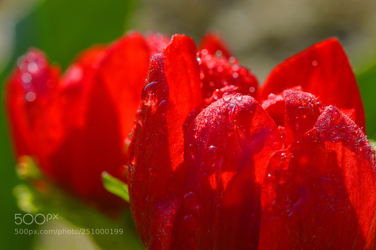 Nikon D3200 sample photo. Red angel......macro nature photography