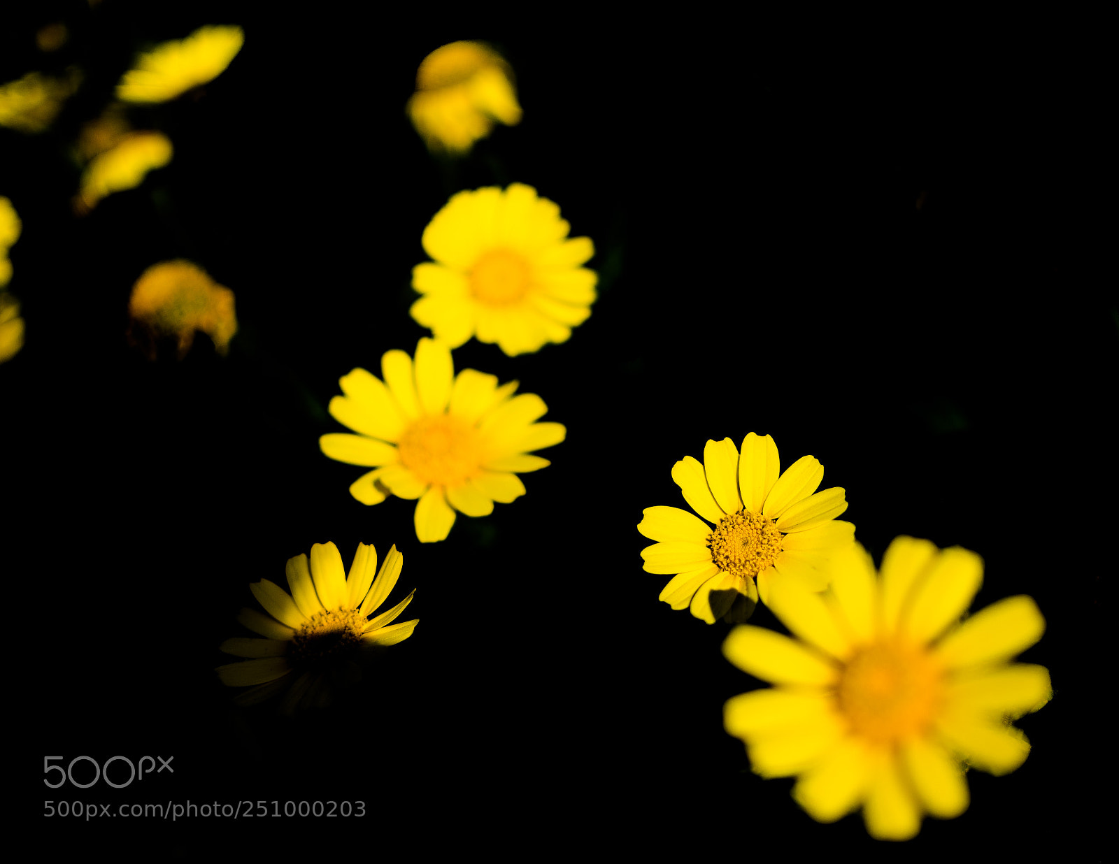 Nikon D500 sample photo. Daisies!!! photography