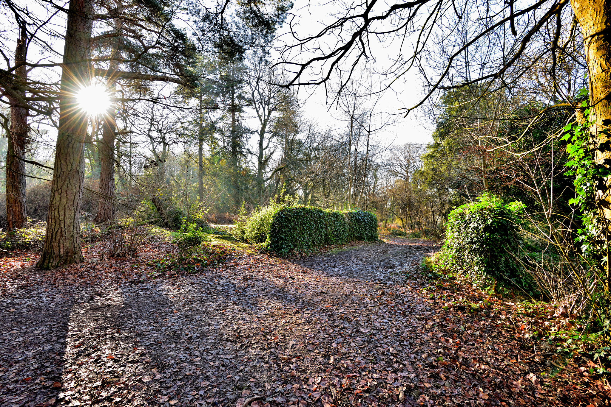 Nikon D810 + Nikon AF-S Nikkor 16-35mm F4G ED VR sample photo. Court woods sunrise photography