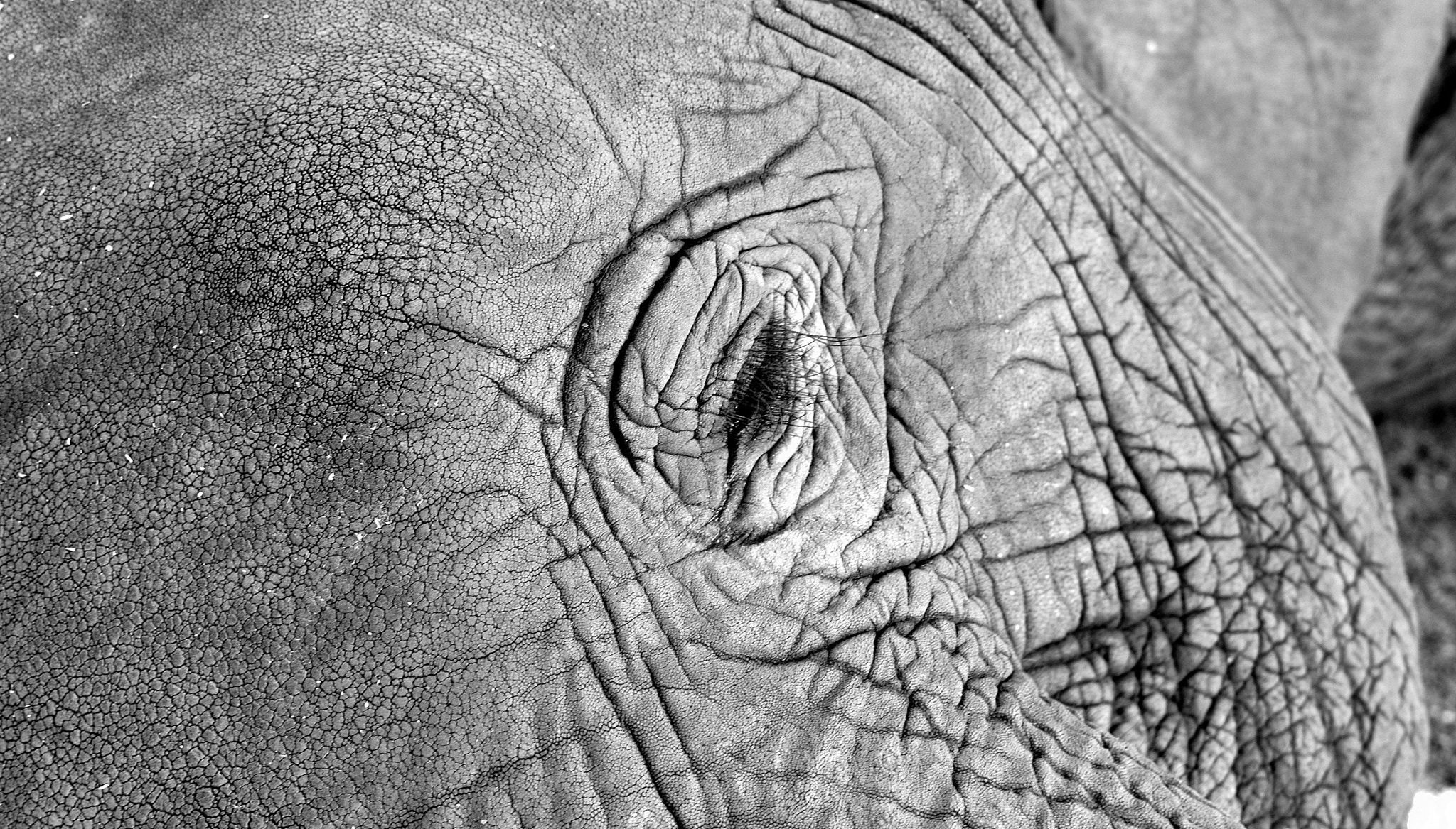 Nikon D810 + Nikon AF-S DX Nikkor 35mm F1.8G sample photo. African elephant skin photography