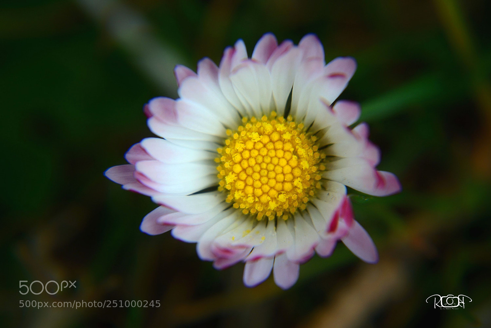 Nikon D5200 sample photo. Bellis perennis photography