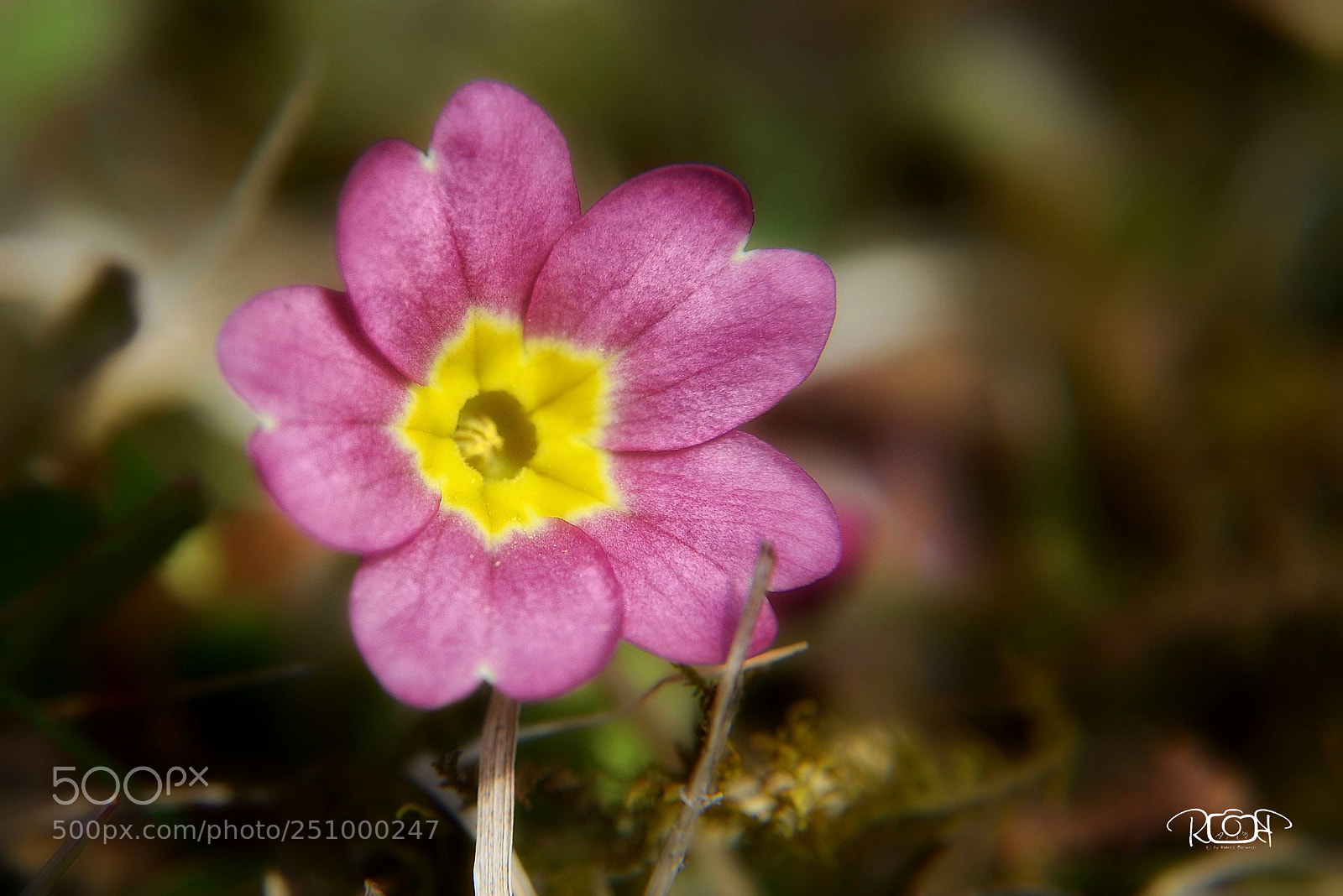 Nikon D5200 sample photo. Primula photography