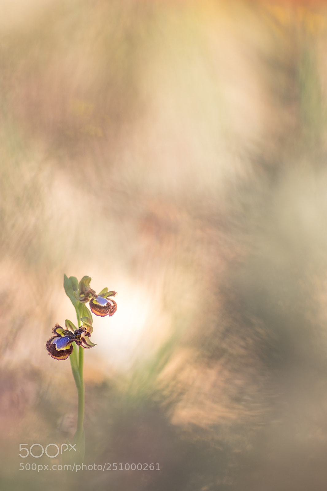 Fujifilm X-T10 sample photo. Ophrys speculum 18 a photography
