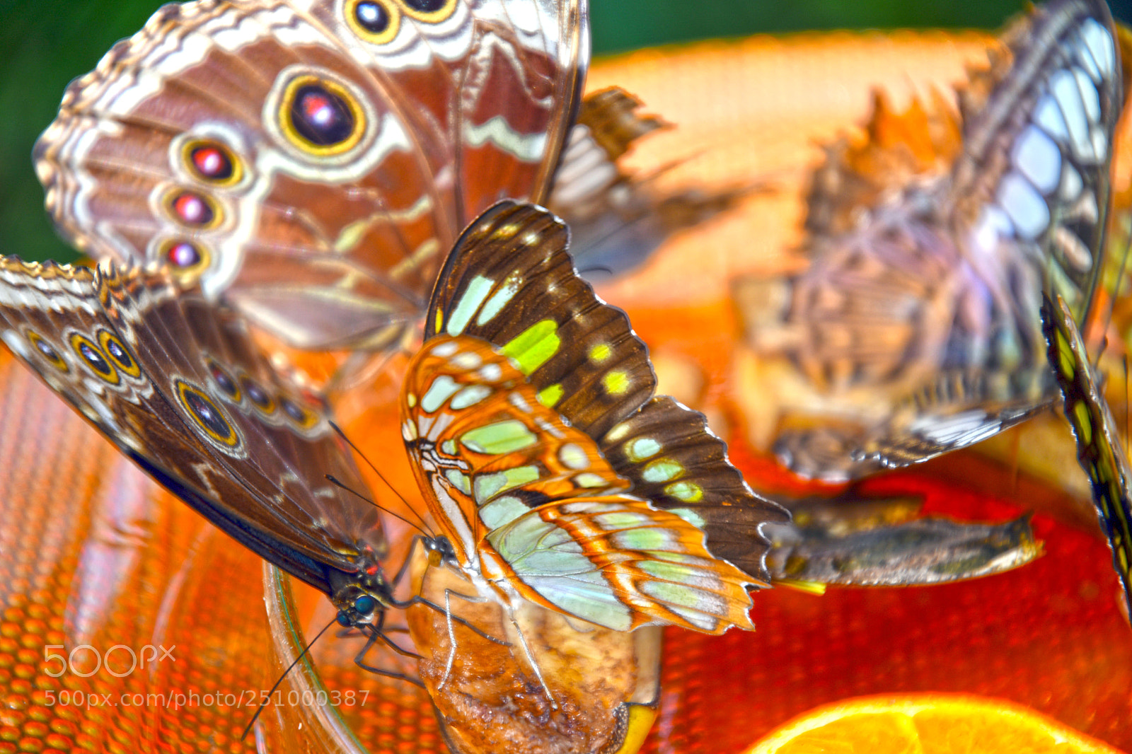 Nikon D7500 sample photo. Insel mainau - butterfly photography