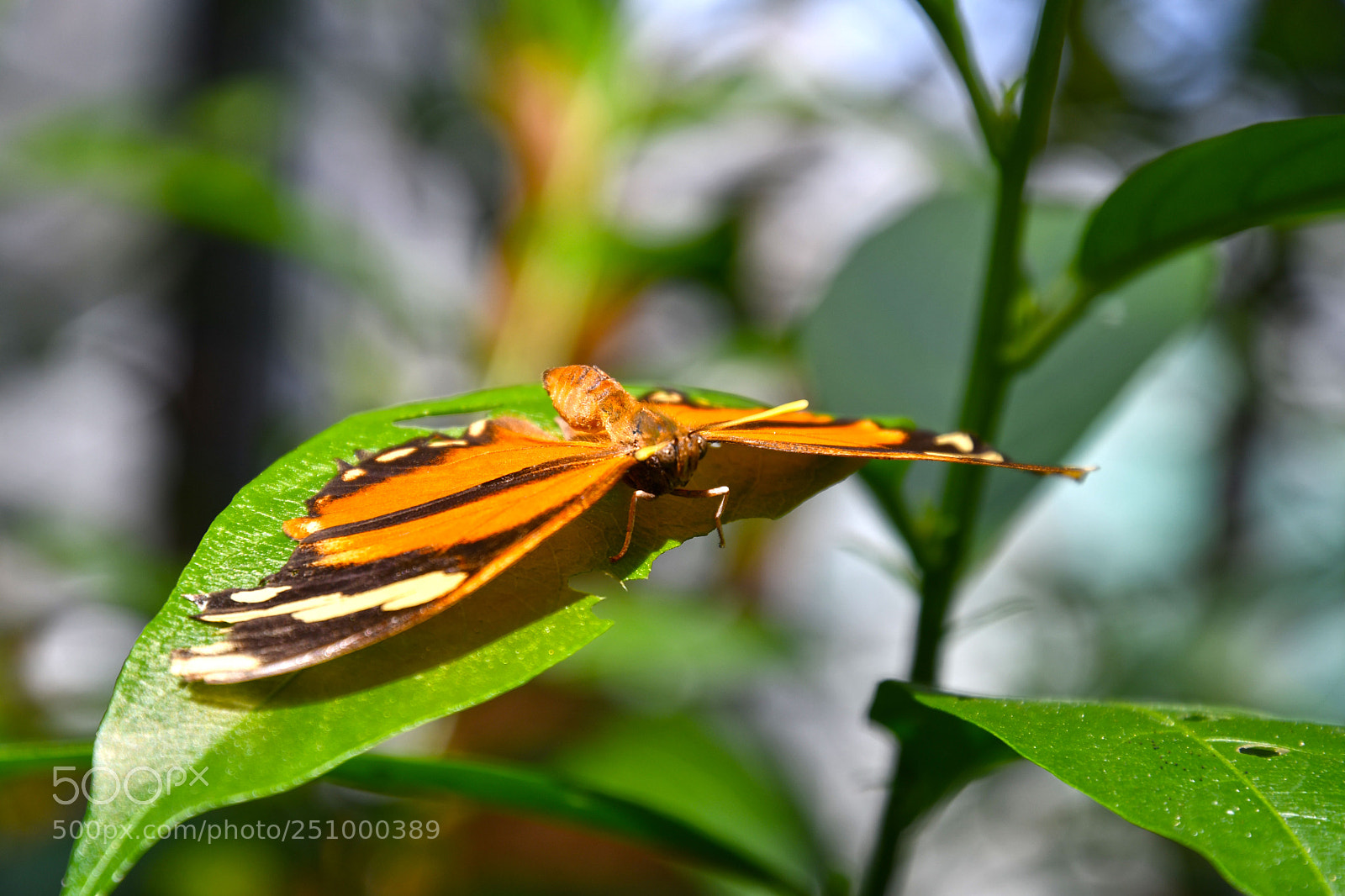Nikon D7500 sample photo. Insel mainau - butterfly photography