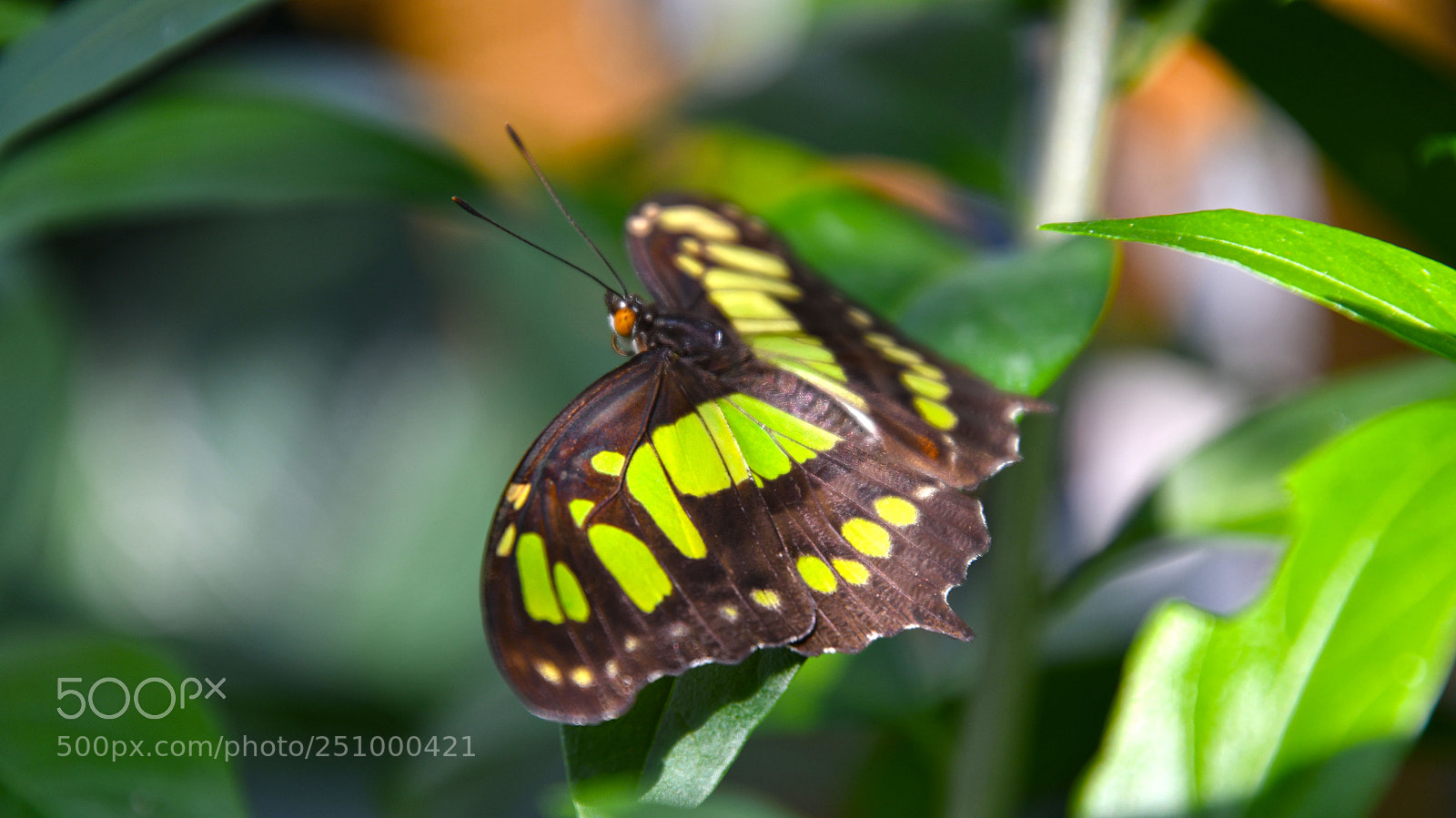 Nikon D7500 sample photo. Insel mainau - butterfly photography