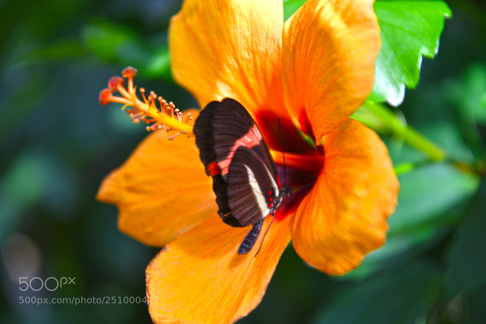 Nikon D7500 sample photo. Insel mainau - butterfly photography