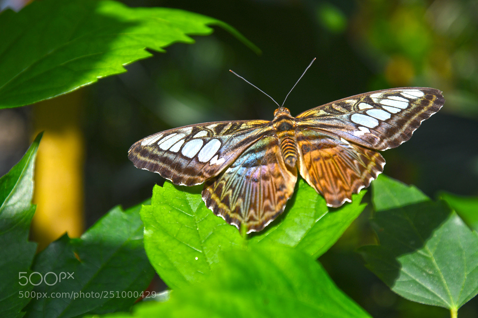 Nikon D7500 sample photo. Insel mainau - butterfly photography