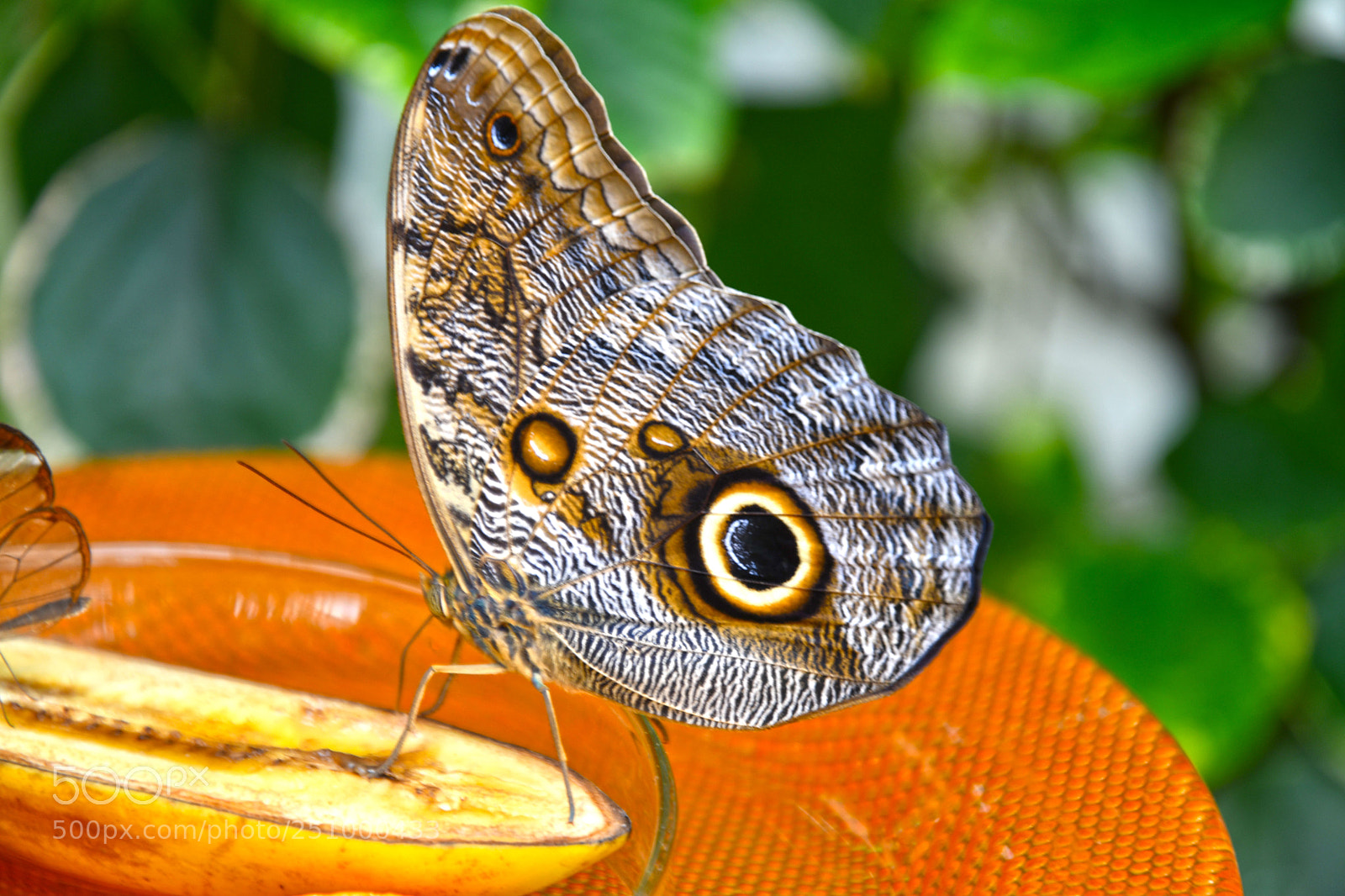 Nikon D7500 sample photo. Insel mainau - butterfly photography