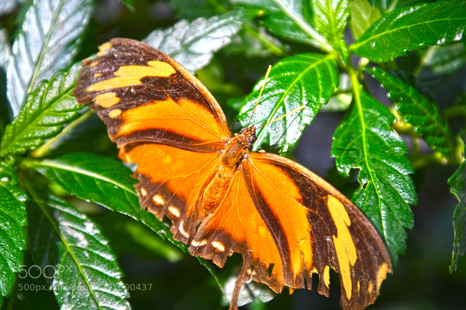 Nikon D7500 sample photo. Insel mainau - butterfly photography